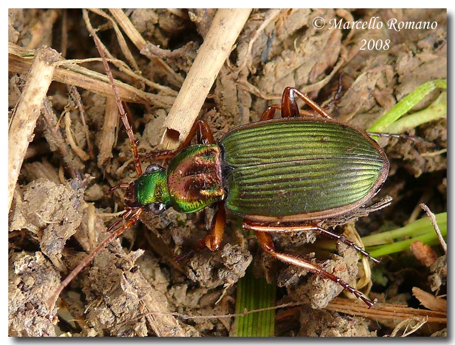 Chlaenius velutinus auricollis (Carabidae)